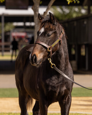 Lot 206: Tassort / Victory Lass