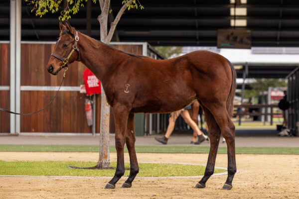 Lot 225: Tiger of Malay / Wonderful Thing