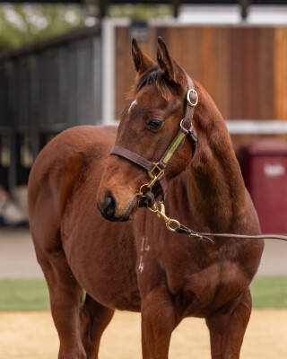 Lot 225: Tiger of Malay / Wonderful Thing
