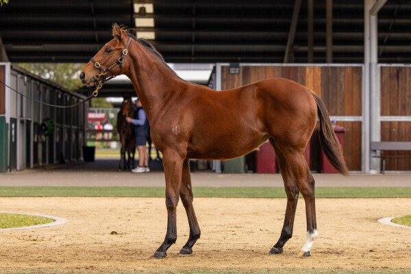 Lot 327: Tassort / Coastal Gem (NZ)