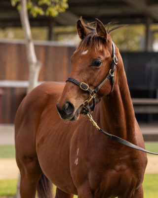 Lot 327: Tassort / Coastal Gem (NZ)