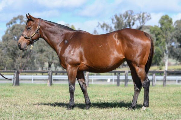 Lot 257: Fastnet Rock / Dizlago
