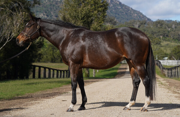 Lot 260: So You Think (NZ) / Alisa Free