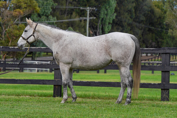 Lot 296: Clodovil (IRE) / Three Days in May (GB)