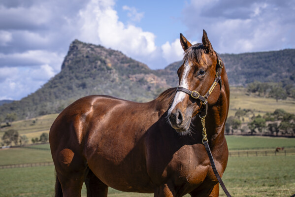 Lot 31: Vino Rosso (USA) / Beautissimo (USA)