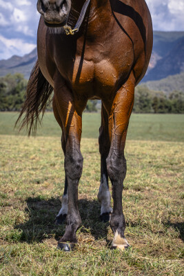 Lot 31: Vino Rosso (USA) / Beautissimo (USA)