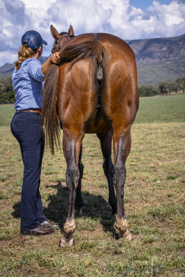 Lot 31: Vino Rosso (USA) / Beautissimo (USA)