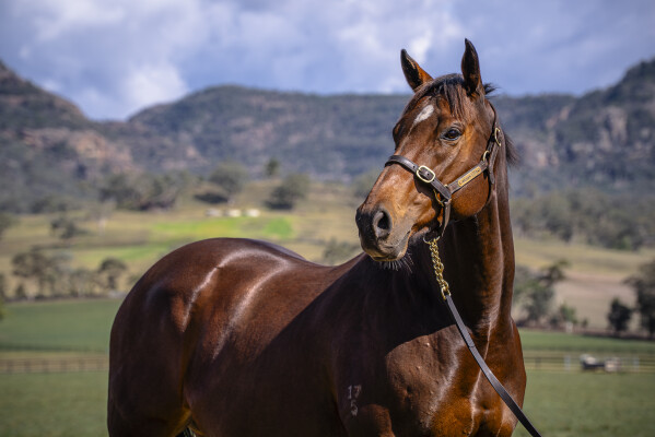 Lot 55: Magnus / Charm's Honour