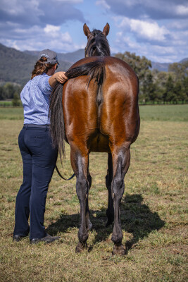 Lot 55: Magnus / Charm's Honour