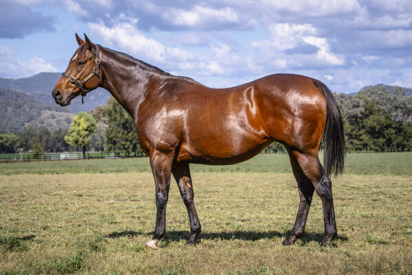 Lot 55: Magnus / Charm's Honour