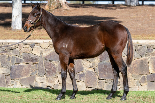Lot 183: Daumier / Teenager