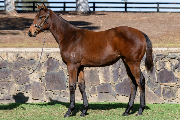 Lot 264: Daumier / Arizona Night