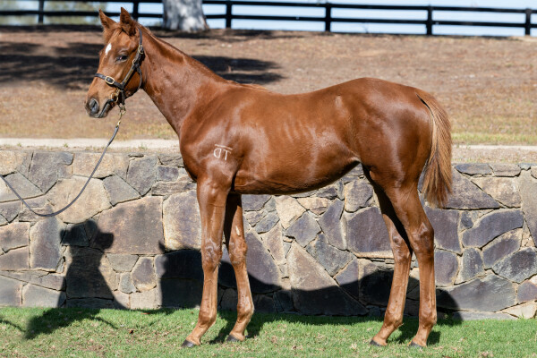 Lot 316: Peltzer / Cesca