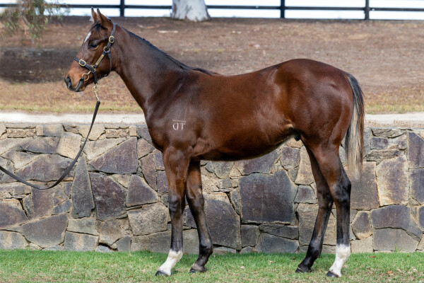 Lot 457: Jacquinot / Kaakit Akit