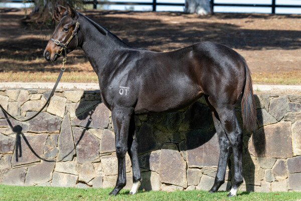 Lot 530: Daumier / Majestic Music