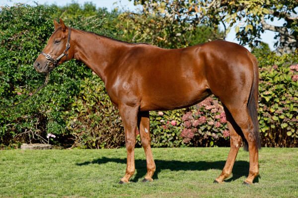Lot 58: Snitzel / Eleonora (NZ)