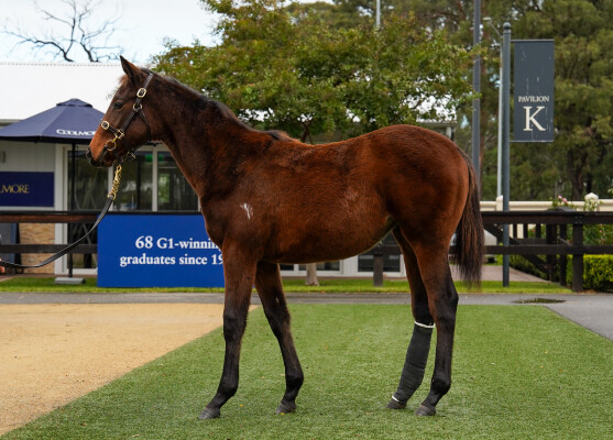 Lot 103: Home Affairs / Savapinski (NZ)