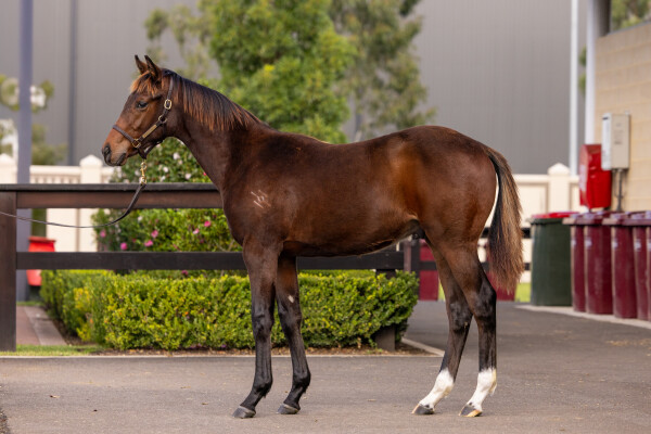Lot 186: Harry Angel (IRE) / The Iron Maiden