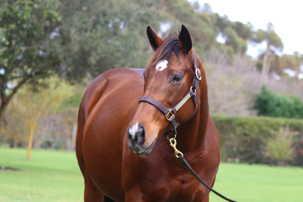 Lot 28: Acclamation (GB) / Sharqawiyah (GB)