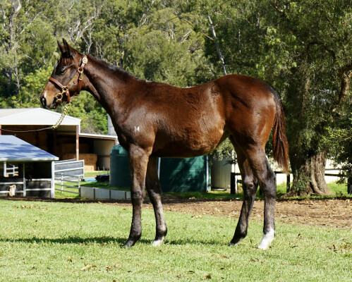 Lot 1: Spirit of Boom / Nanda Devi