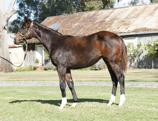 Lot 263: Zousain / Arizona Girl