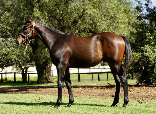 Lot 311: Artorius / Catseye Surprise