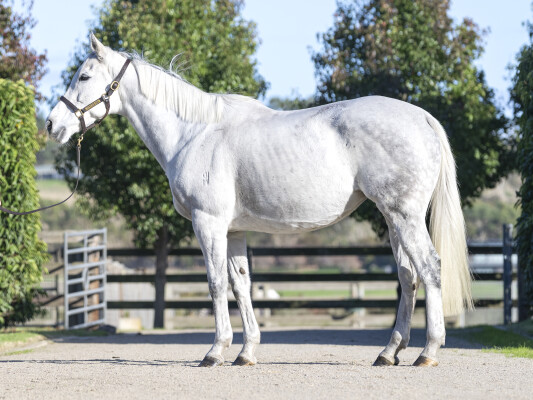 Lot 26: Reliable Man (GB) / Veva Girl