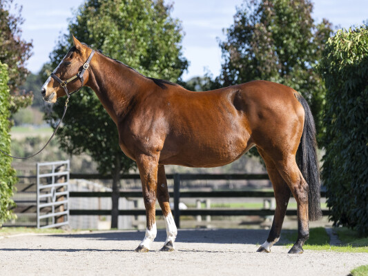 Lot 39: Snitzel / Your Life Style