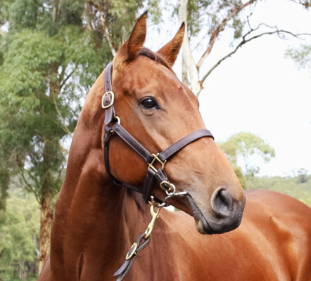 Lot 3: Pierro / Without Exception