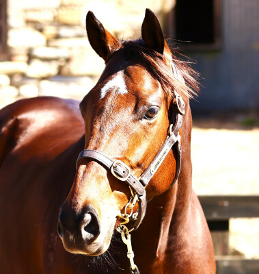 Lot 43: Sir Prancealot (IRE) / Boat Quay