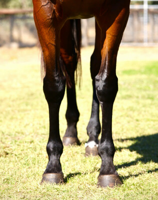 Lot 43: Sir Prancealot (IRE) / Boat Quay