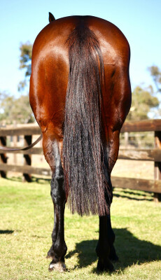 Lot 43: Sir Prancealot (IRE) / Boat Quay