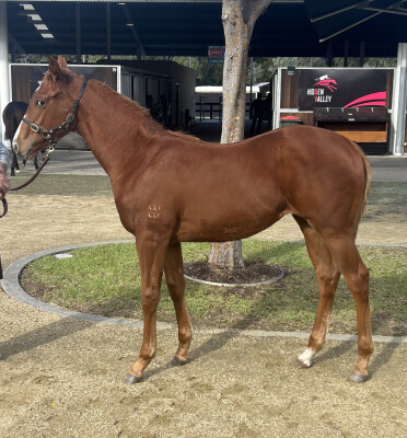 Lot 68: Yes Yes Yes / Ravenna