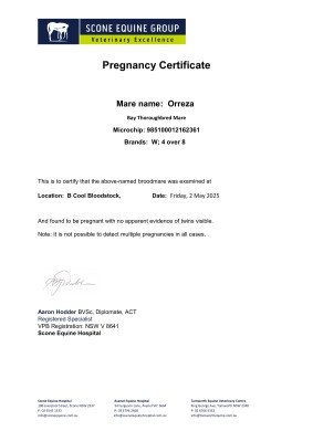 Pregnancy Certificate for Lot 203