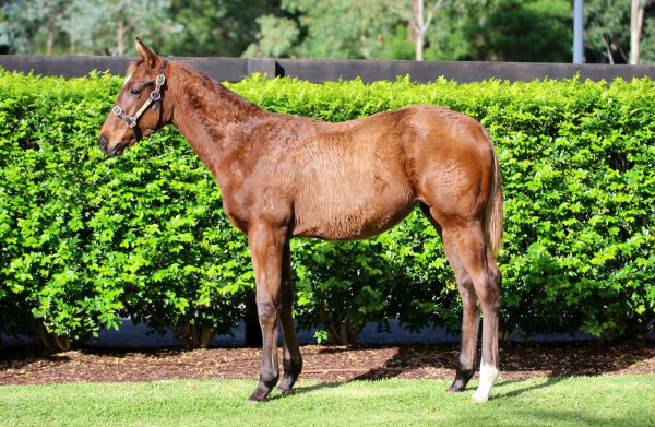 Lot 150: Lightsaber / Starboreta