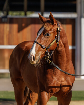 Lot 430: Ole Kirk / I Am So Fluffy