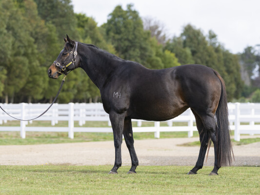 Lot 40: Lonhro / Gold Rocks
