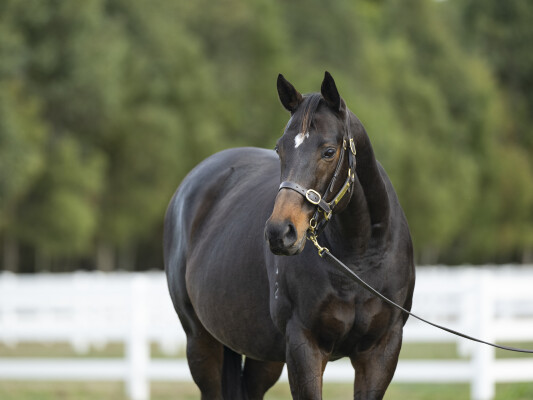 Lot 40: Lonhro / Gold Rocks