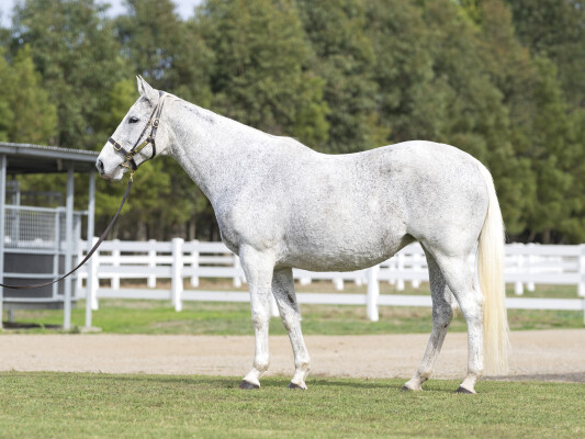 Lot 233: Savabeel / Danex (NZ)