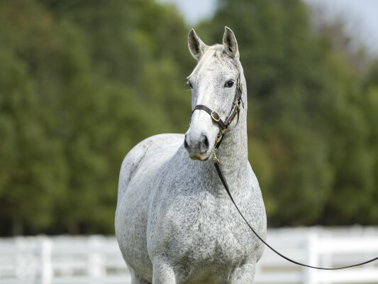 Lot 233: Savabeel / Danex (NZ)