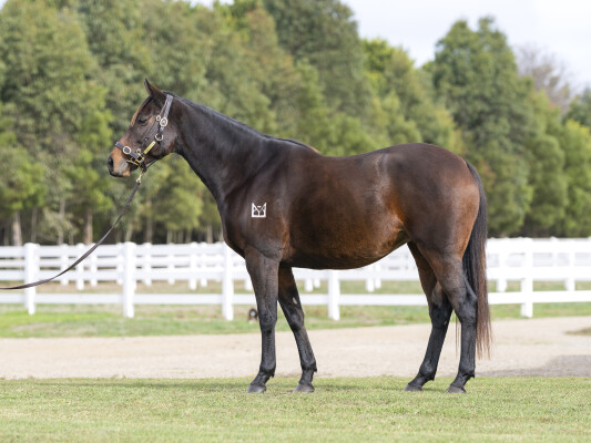 Lot 239: Lonhro / Hangin' Tough