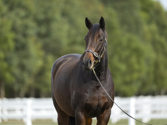Lot 239: Lonhro / Hangin' Tough