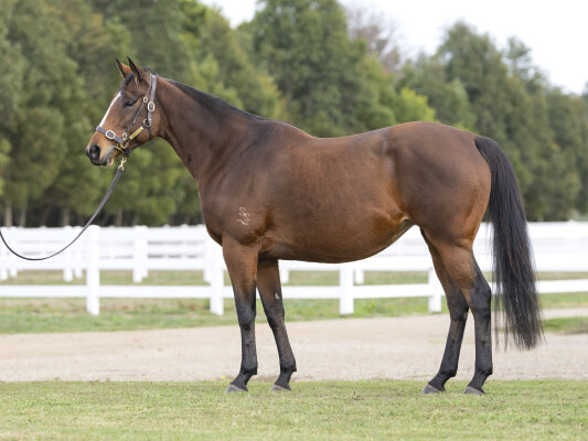 Lot 297: Snitzel / Street Secret (USA)