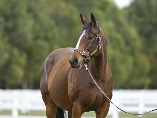 Lot 297: Snitzel / Street Secret (USA)