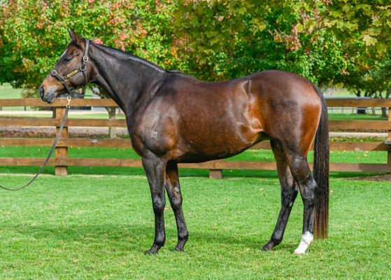 Lot 252: Medaglia d'Oro (USA) / Bold Lass (IRE)