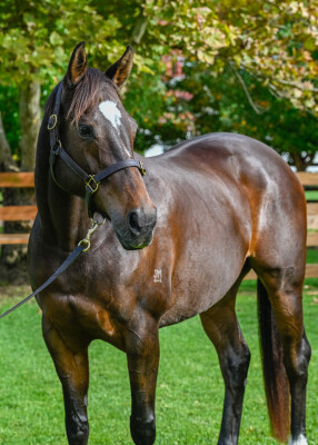 Lot 252: Medaglia d'Oro (USA) / Bold Lass (IRE)