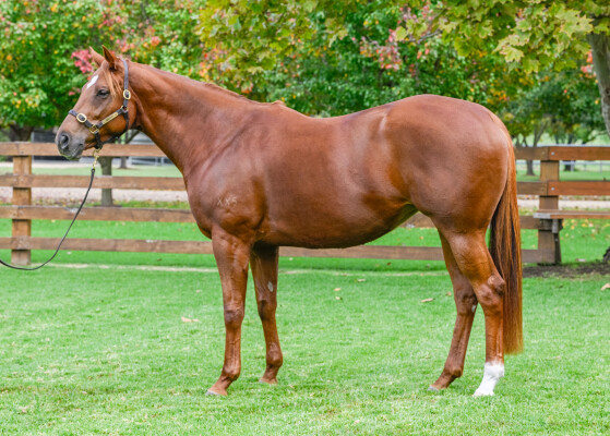 Lot 263: Pride of Dubai / Mae Jinx (NZ)