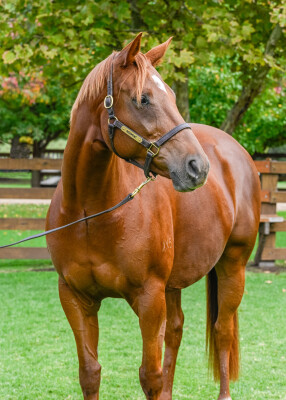 Lot 263: Pride of Dubai / Mae Jinx (NZ)
