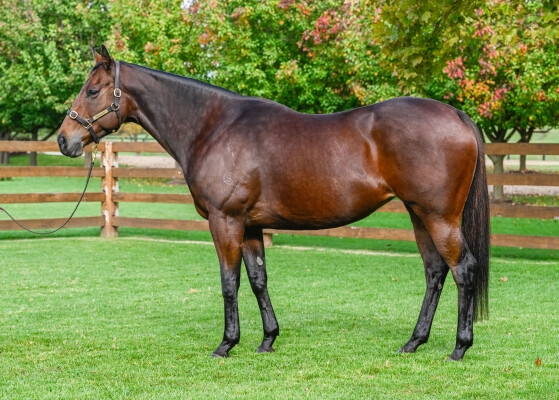 Lot 288: Snitzel / Lady Krovanh