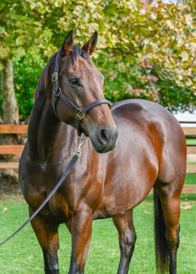 Lot 288: Snitzel / Lady Krovanh